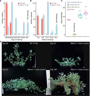 Gene-edited Mtsoc1 triple mutant Medicago plants do not flower